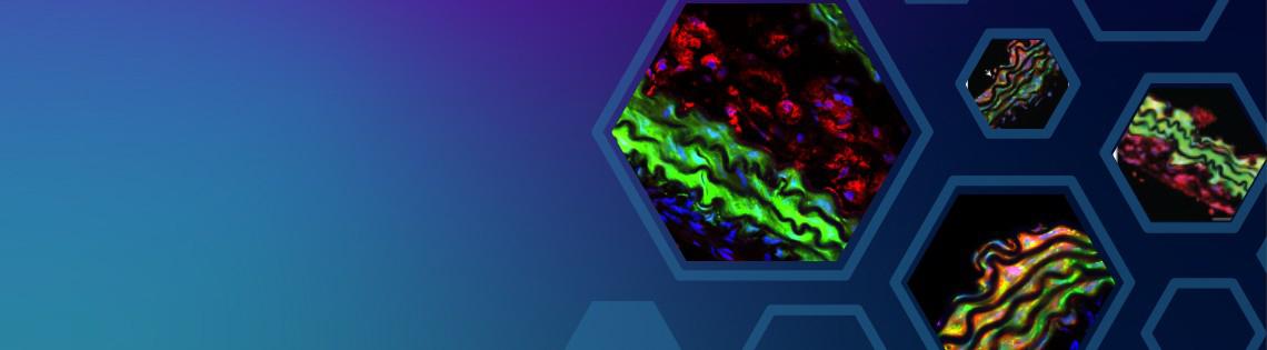 artery sections of a mouse model