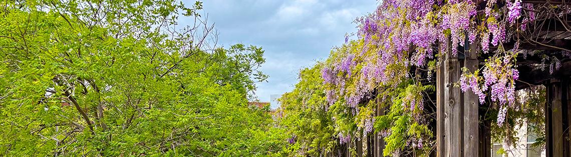 A sunny outdoor scene. On the right side, purple wisteria flowers cascade over a wooden trellis. Wooden chairs sit under the trellis. To the left is a grassy lawn with a line of trees, and a brick walkway on the far left side.