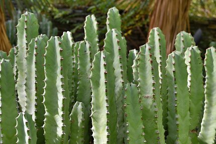 Euphorbia resinifera plant
