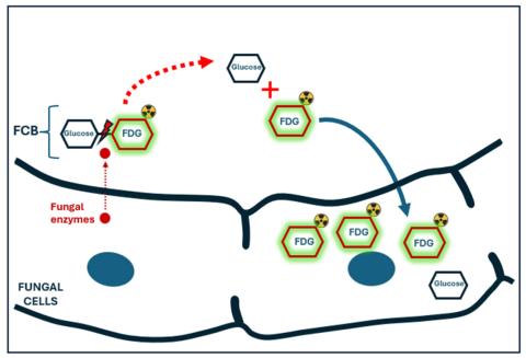 Squiggles and hexagons show the path from fungal cells breaking down. into glucose and FDG molecules.