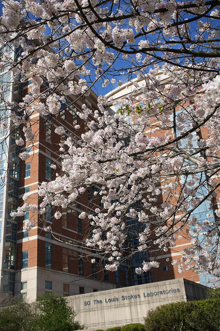 Blossoms near Bldg. 50, also known as the Louis Stokes lab