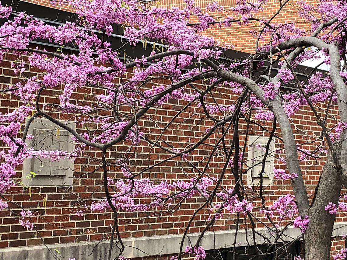 Redbud branches in front of a brick wall 