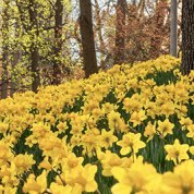 A field of yellow daffodils on an uphill slope with trees in the background.